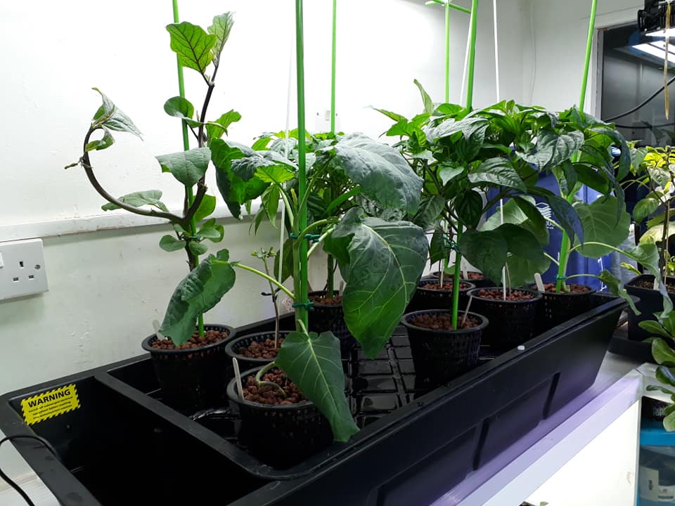 End of season plant up! Growing 365 days a year @ Premier Hydroponics!