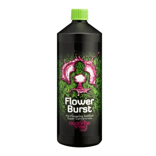 Buddhas Tree Flower Burst 1L