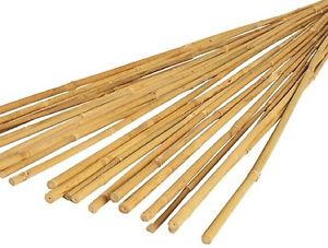 Bamboo Cane 1.2m (10 Pack)