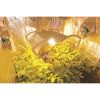 LUMII Grow Room Glasses