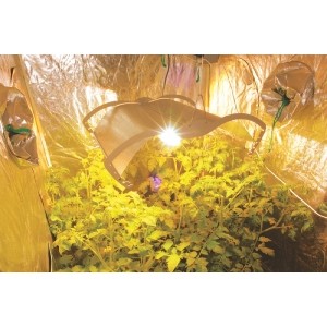 LUMII Grow Room Glasses